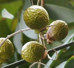 soapnuts2